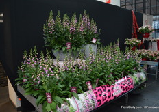 Pink Panther is a variety of Takii and Florensis distributes this variety in Europe. Unique about this variety, next to the panther print is that it quickly branches which results in a continuously flowering product, explains Wertwijn. On top of that, it is a sterile plant adjusts its size to different pot sizes.